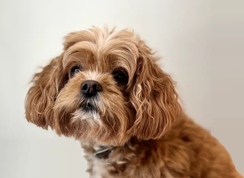 Tilly Team Member